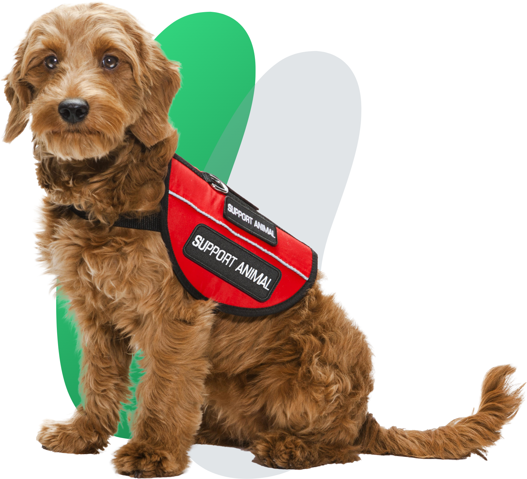 Emotional Support Animal Vest Dog Harness, Patches Included, ALL ACCESS  CANINE